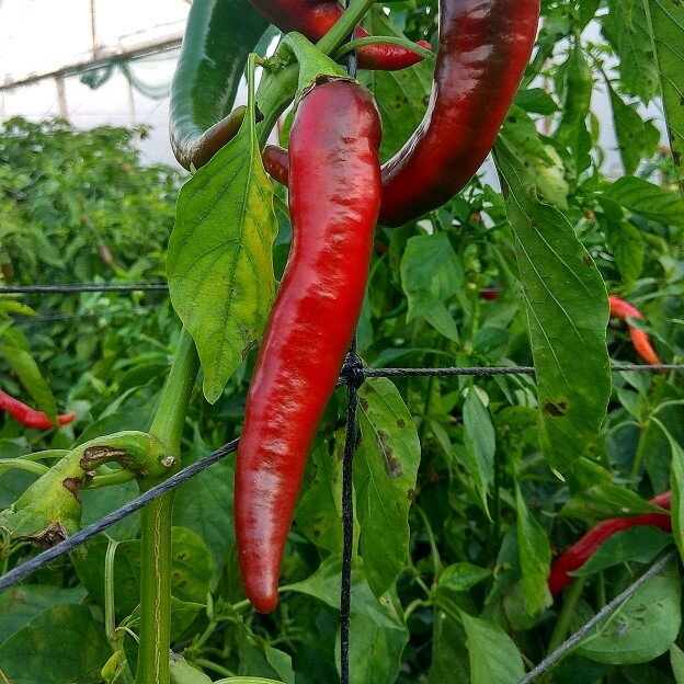 Čerstvé papričky - CAYENNE, 250g